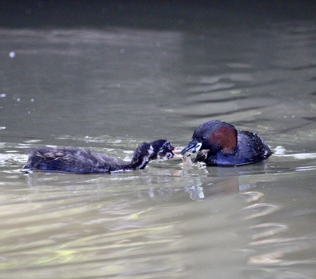 Little Grebe - Randy Maharaj