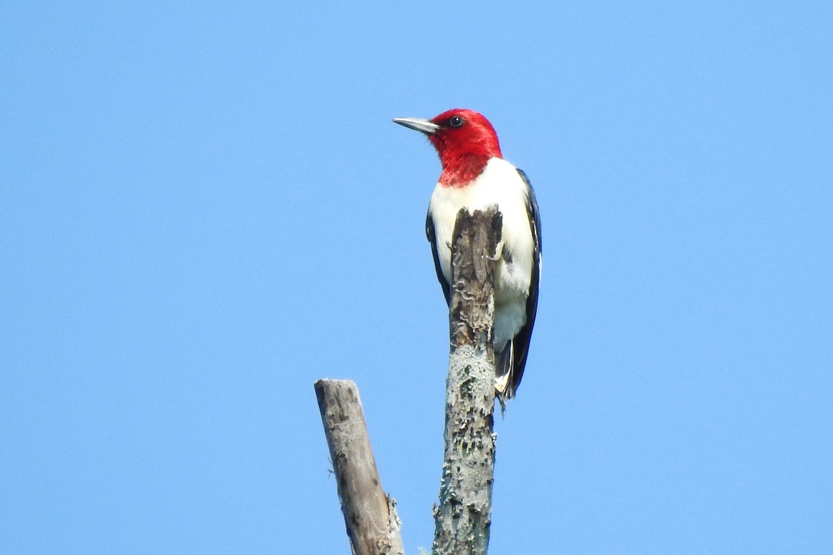 Red-headed Woodpecker - David  Clark