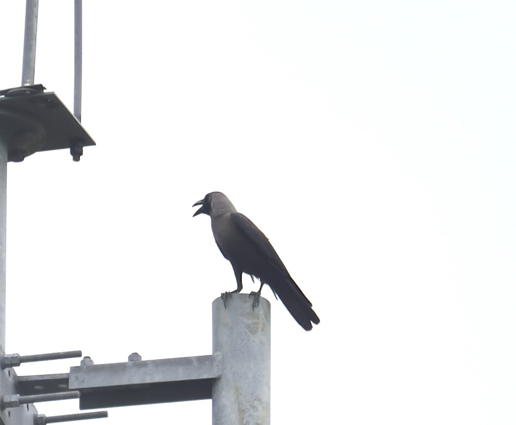 House Crow - Snigdha Mishra