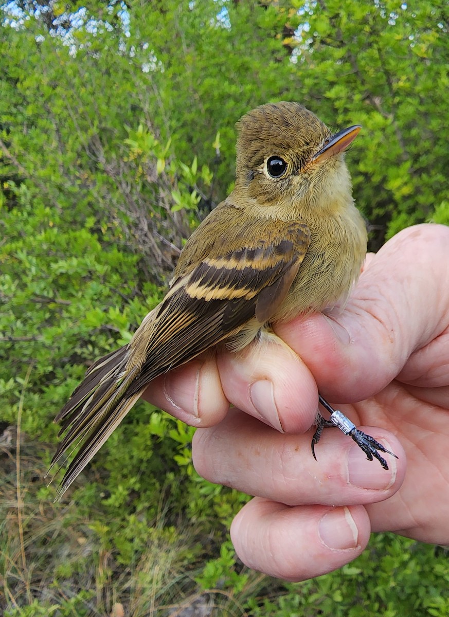 Western Flycatcher - Nancy Cox