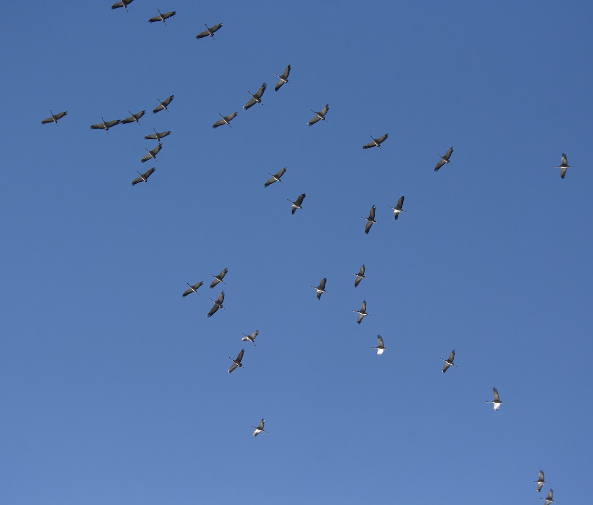 Common Crane - Clément Berthelot