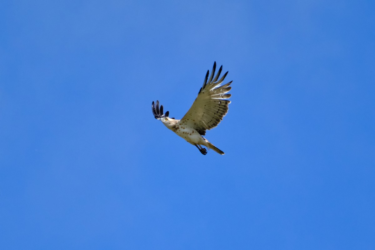 Short-toed Snake-Eagle - Bernardo Montoya