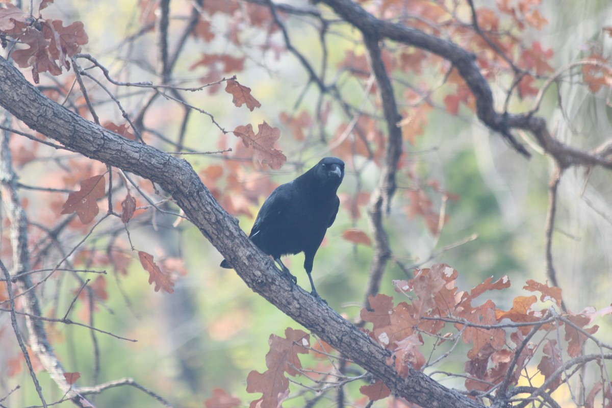 American Crow - Linda Belssner, cc