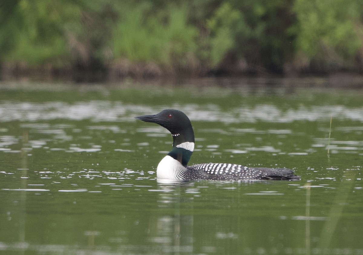 Common Loon - ML619621872