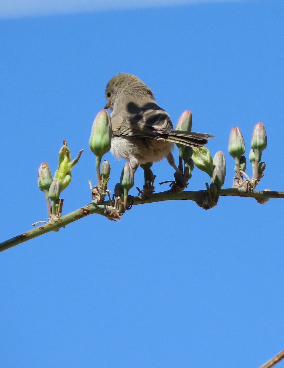 Verdin - Cathy Olson