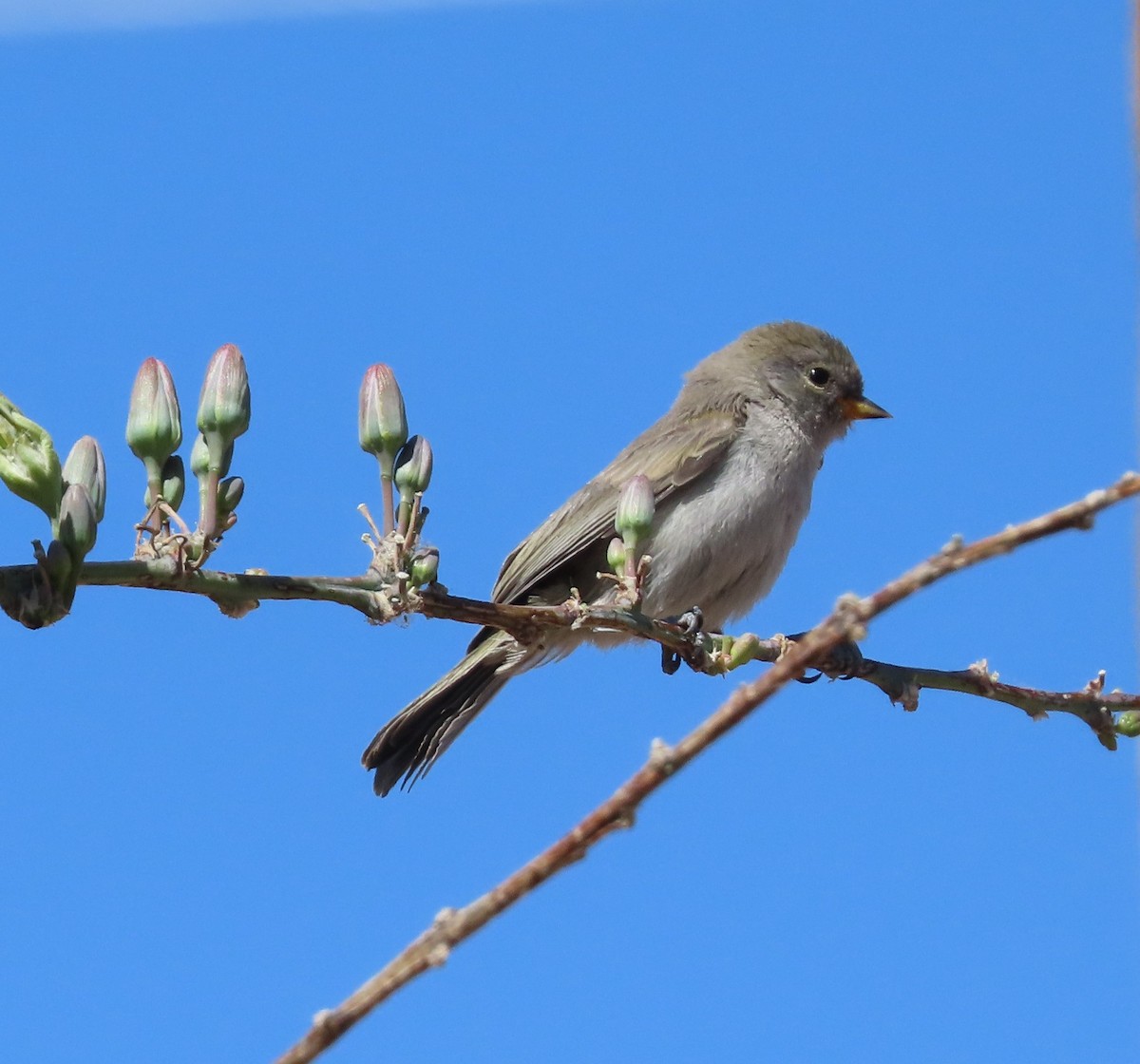 Verdin - Cathy Olson