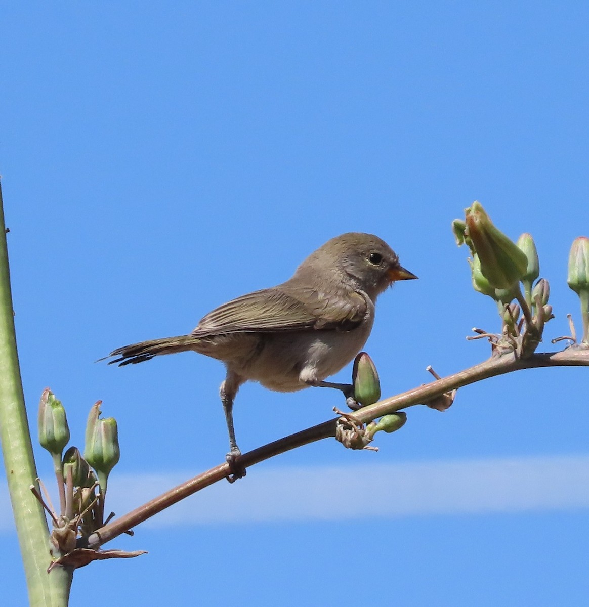 Verdin - Cathy Olson