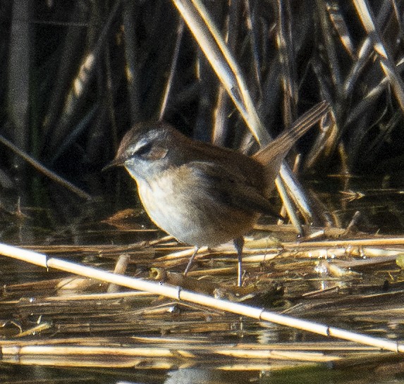 Moustached Warbler - ML619621887