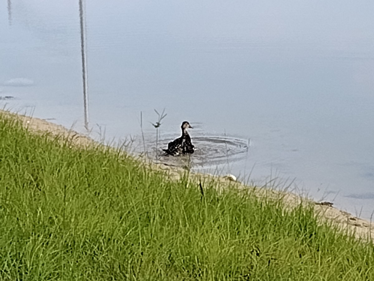 Mottled Duck - ML619621895