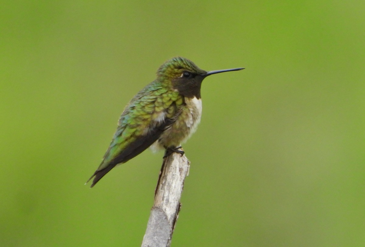 Ruby-throated Hummingbird - Bonnie Heinecke