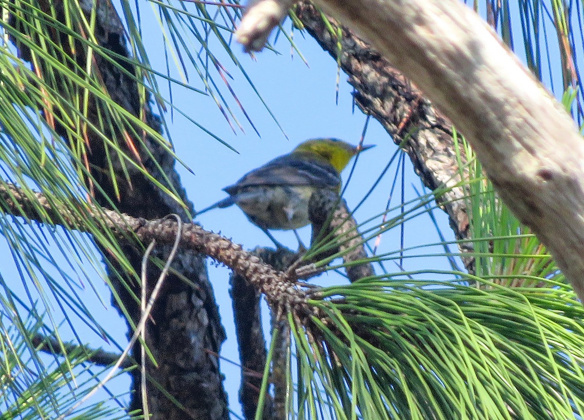 Pine Warbler - Anonymous