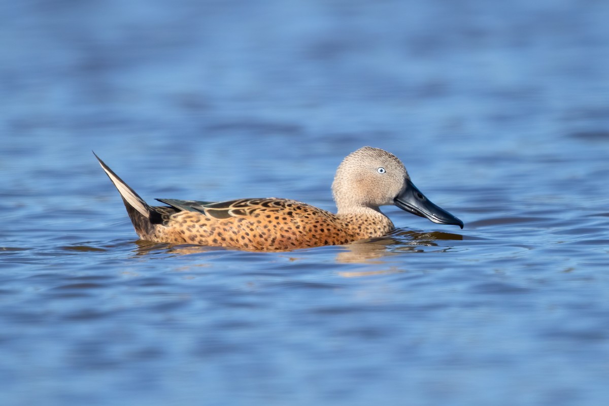 Red Shoveler - Ilya Povalyaev