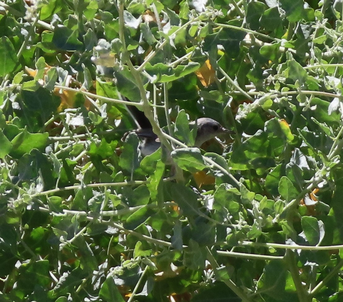 Black-tailed Gnatcatcher - Cathy Olson