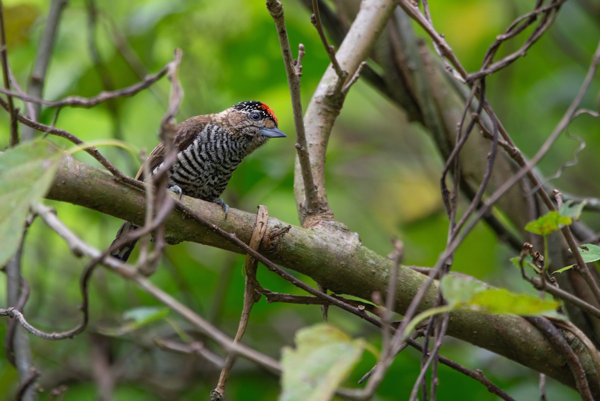 White-barred Piculet - LUCIANO BERNARDES