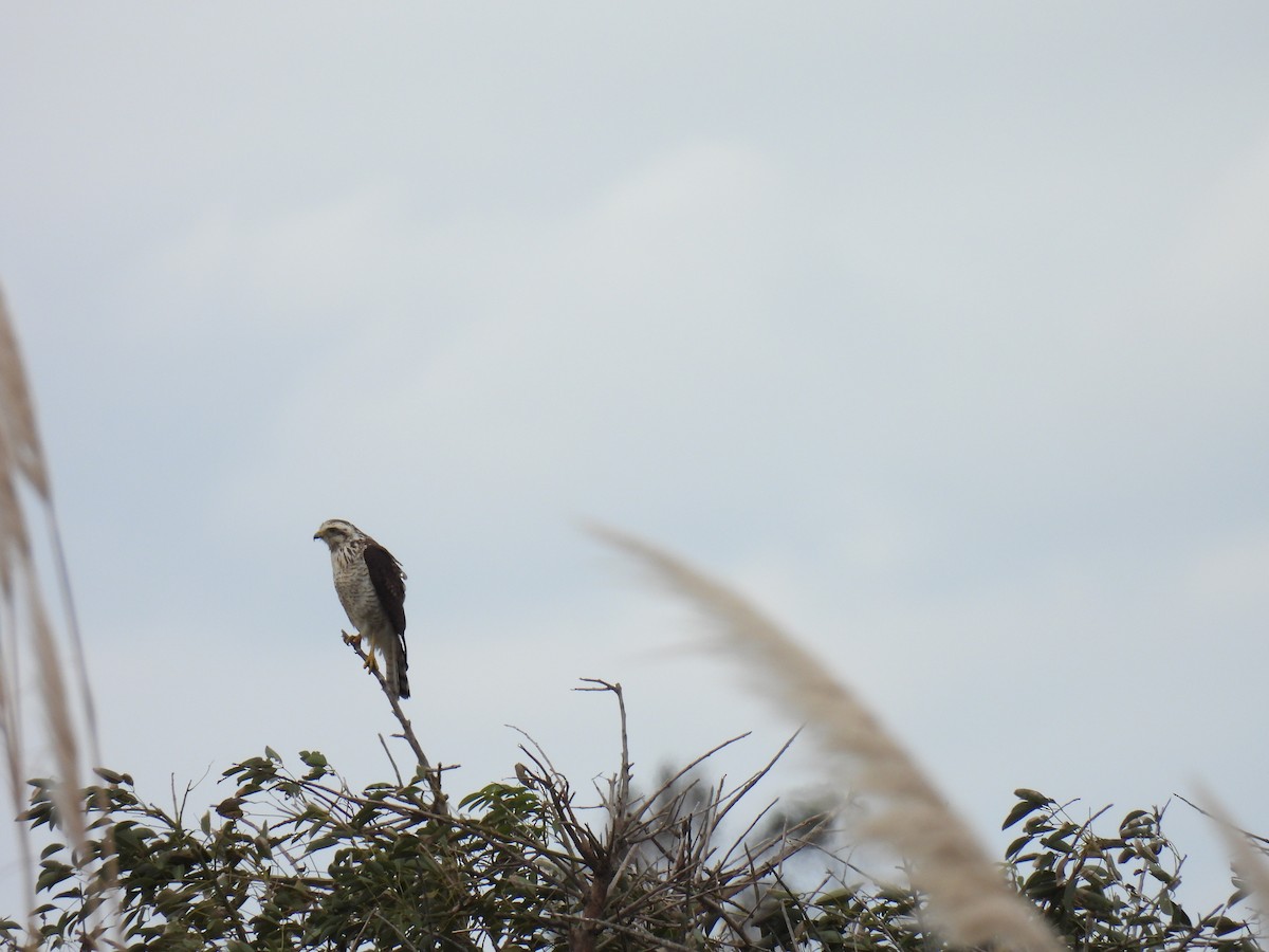 Roadside Hawk - Silvana Mallo