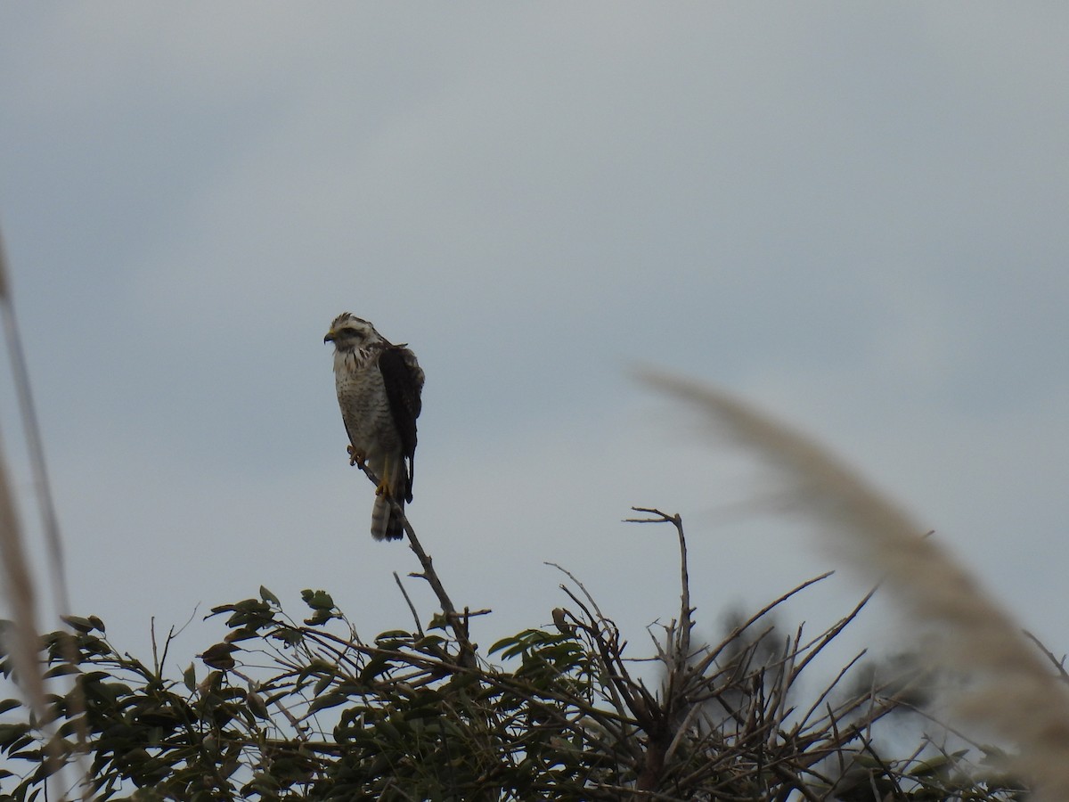 Roadside Hawk - Silvana Mallo