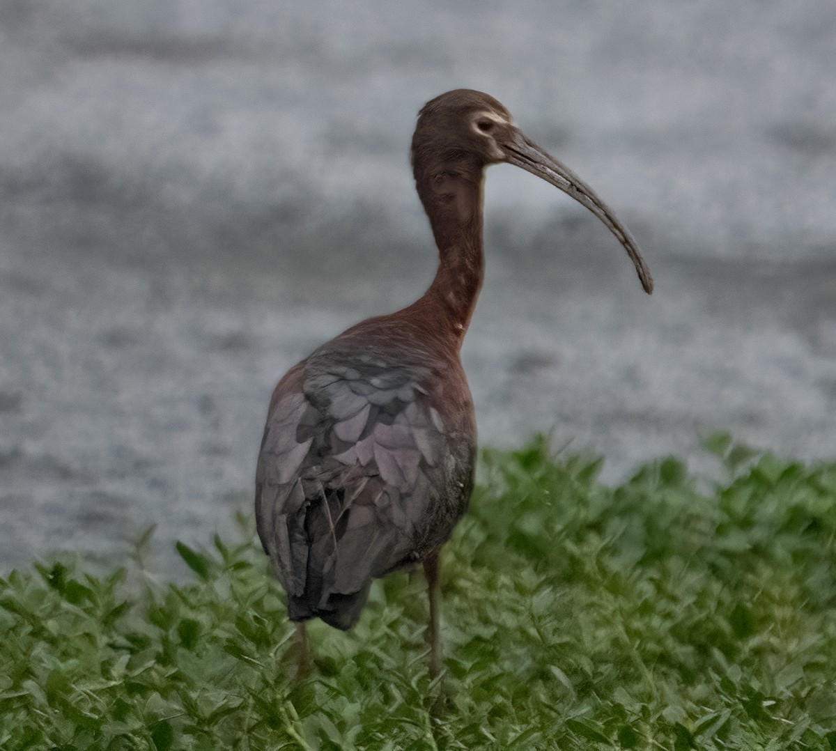 ibis americký - ML619621934