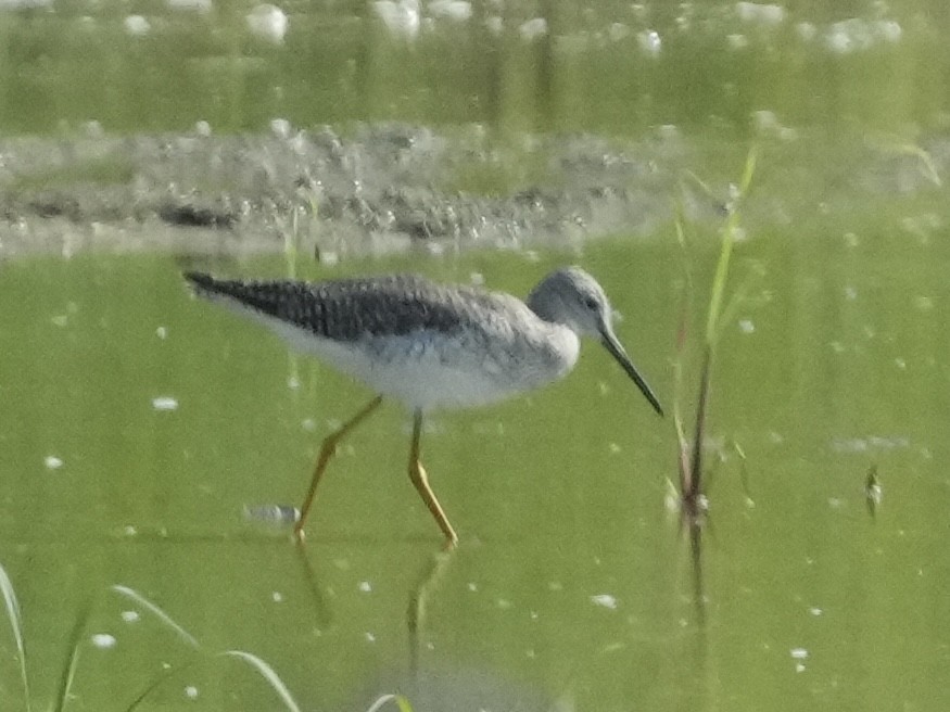 Greater Yellowlegs - ML619621941