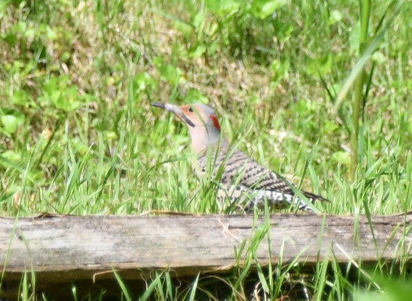 Northern Flicker (Yellow-shafted) - Randy Bodkins
