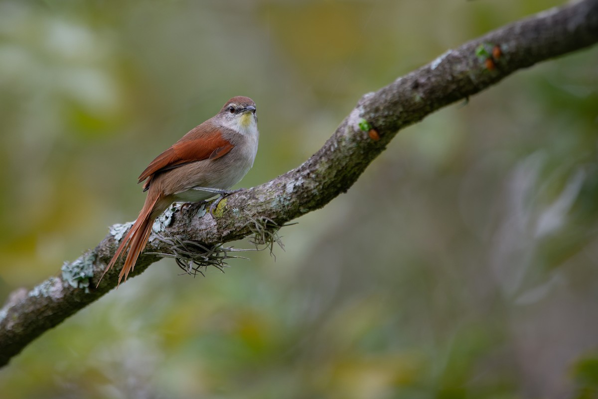 Yellow-chinned Spinetail - LUCIANO BERNARDES