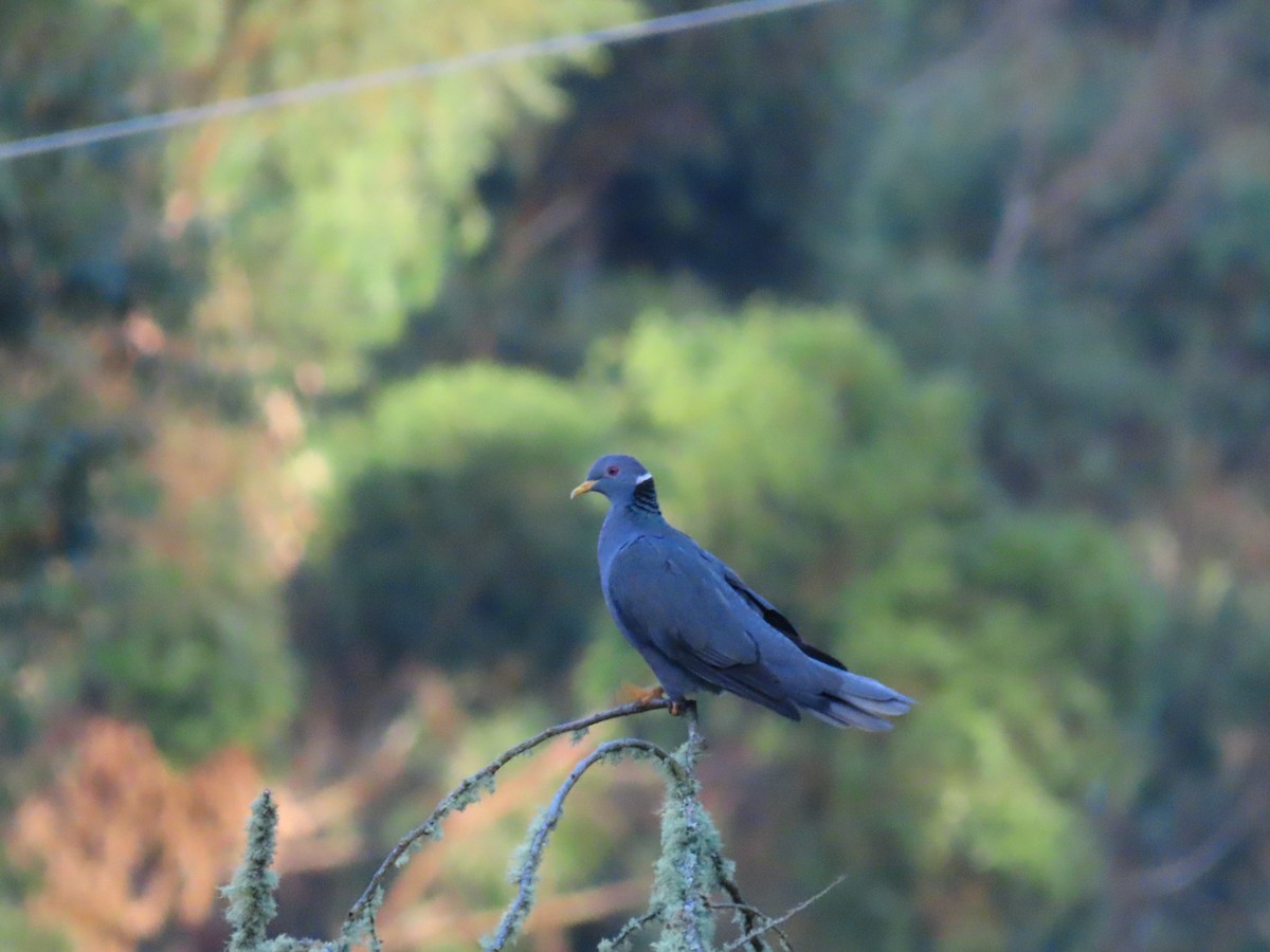 Band-tailed Pigeon - Jerson Marin (@rojo_pajarero)
