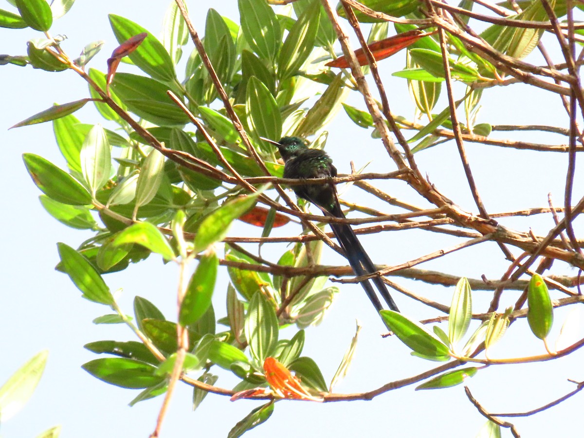 Long-tailed Sylph - Jerson Marin (@rojo_pajarero)