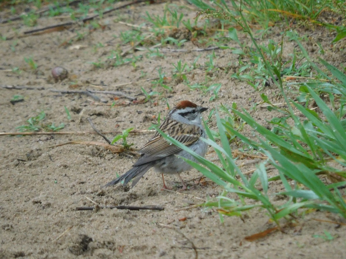 Chipping Sparrow - Charles Chu