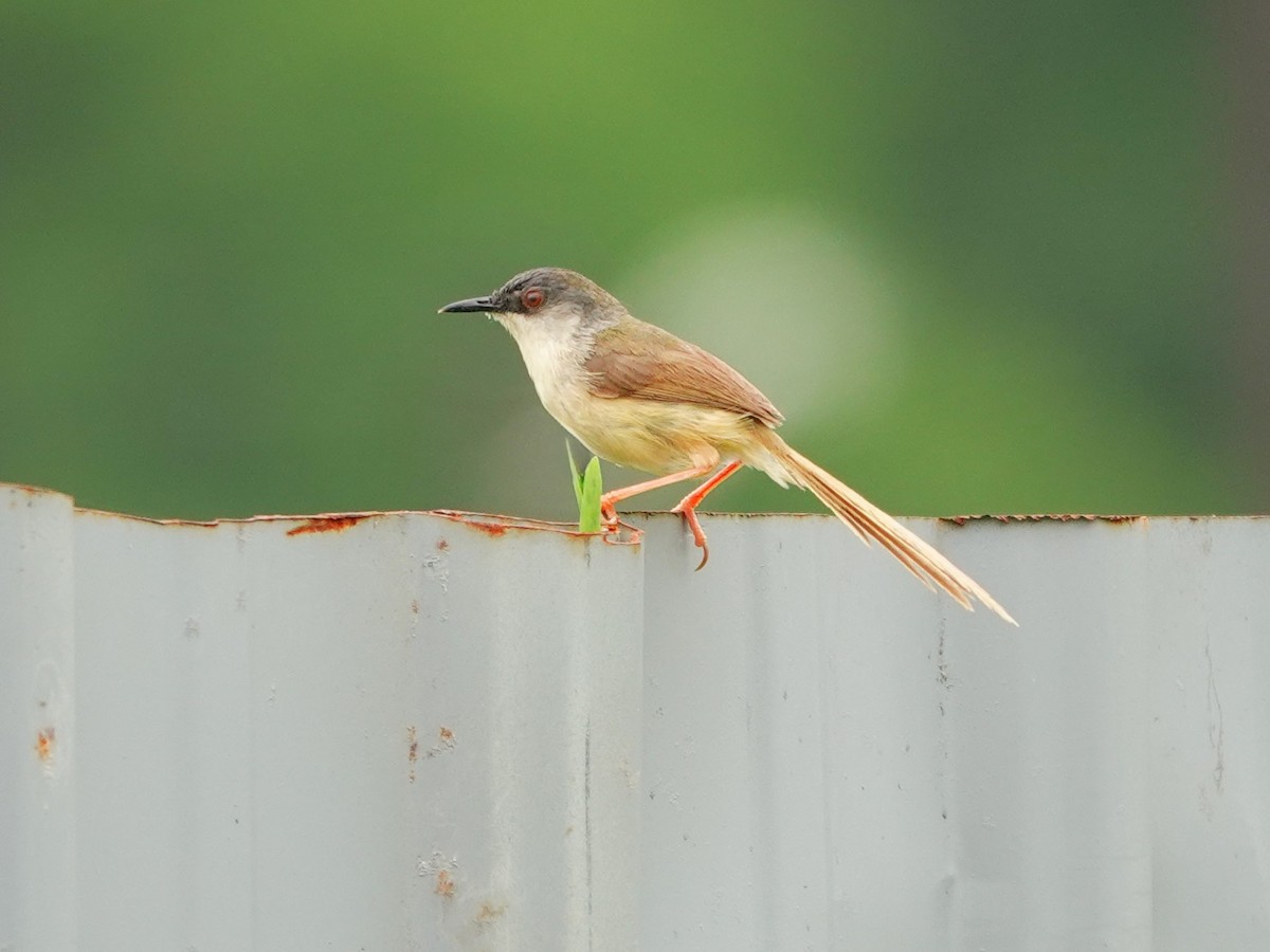 Yellow-bellied Prinia - Frederic  Liu