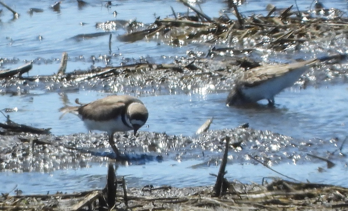 Semipalmated Plover - Bonnie Heinecke