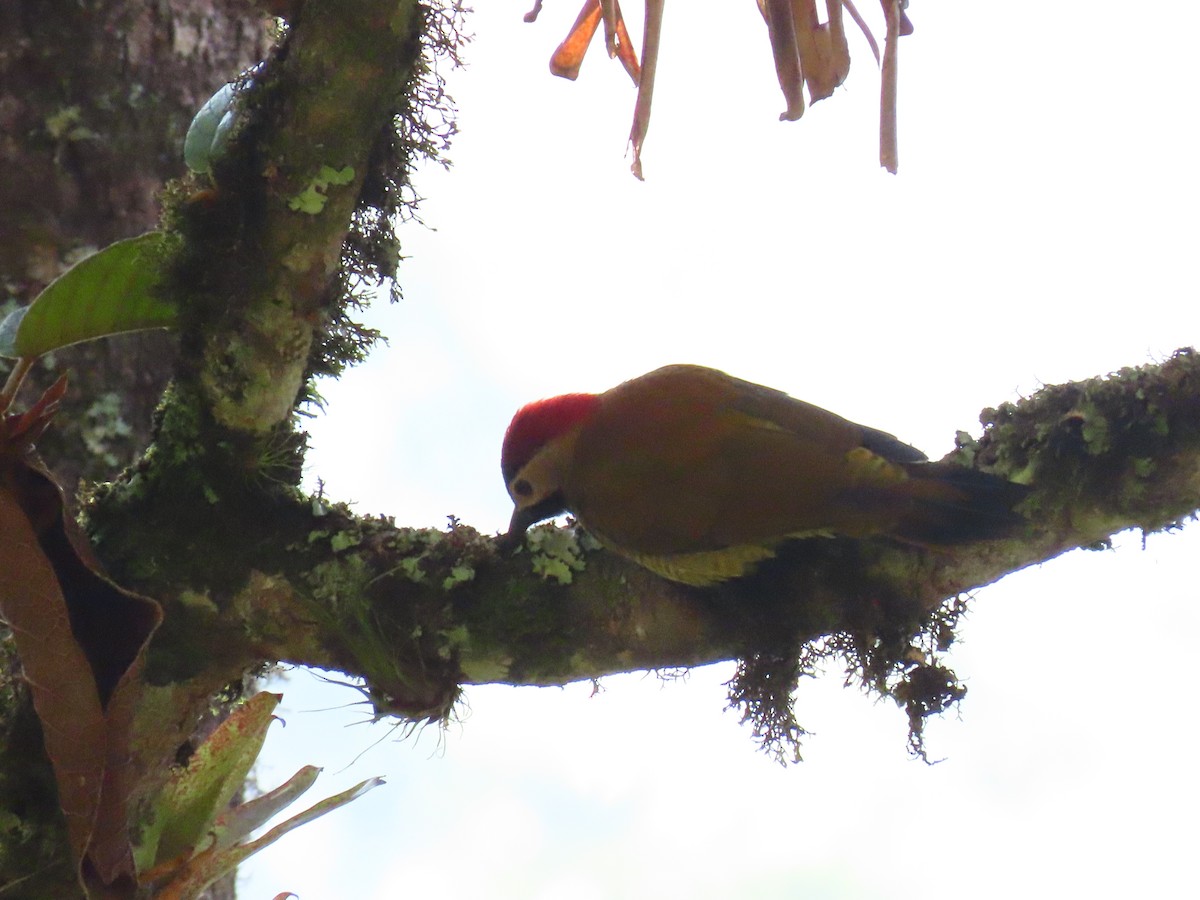 Golden-olive Woodpecker - Jerson Marin (@rojo_pajarero)