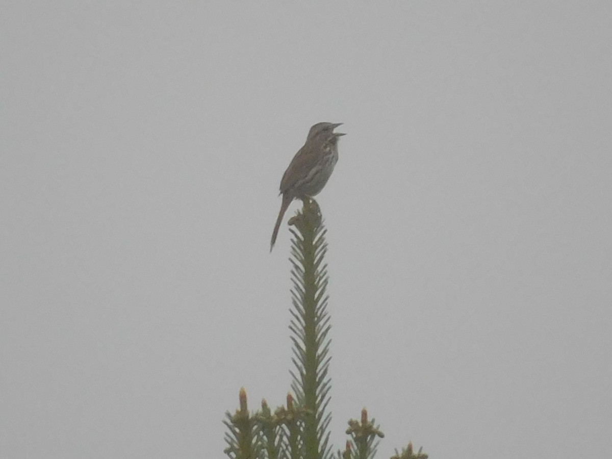 Song Sparrow - Charles Chu