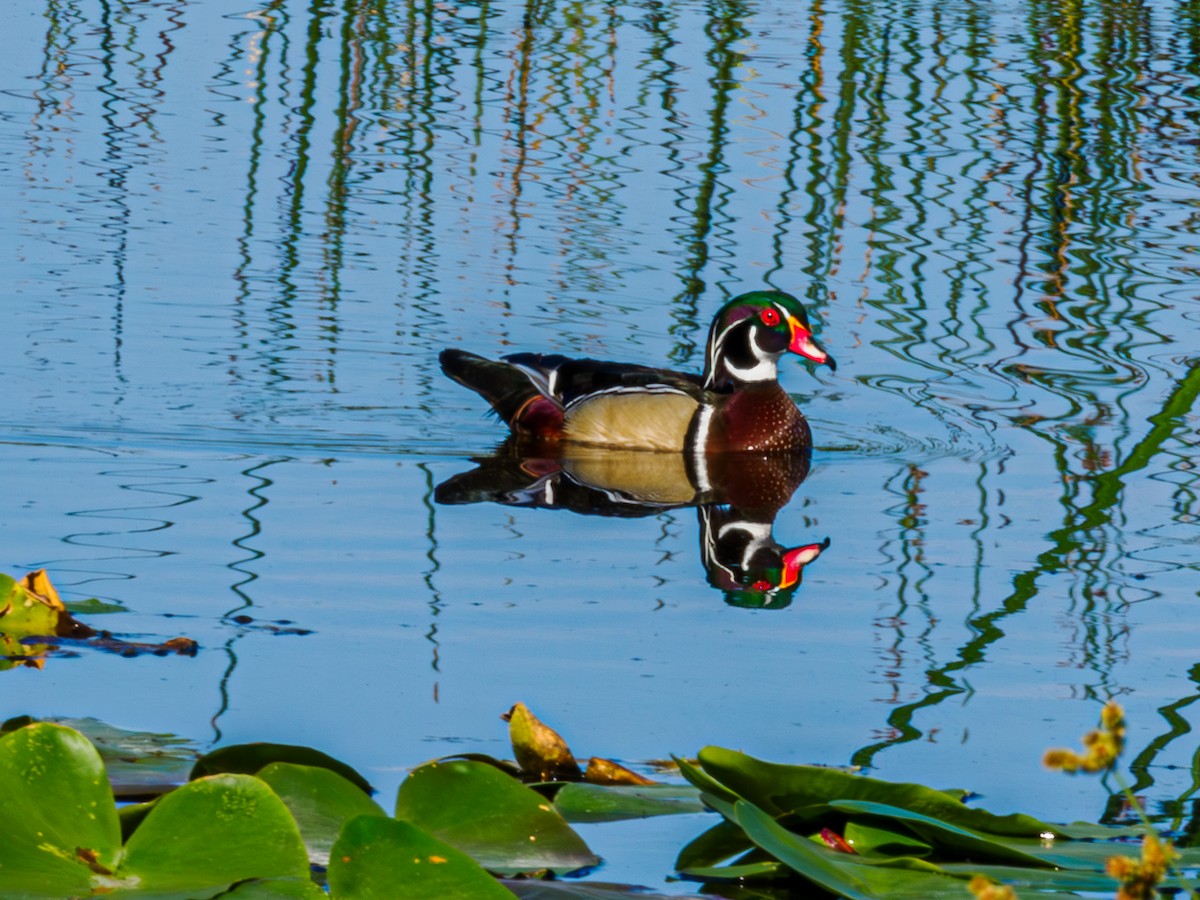 Wood Duck - Rick Davis