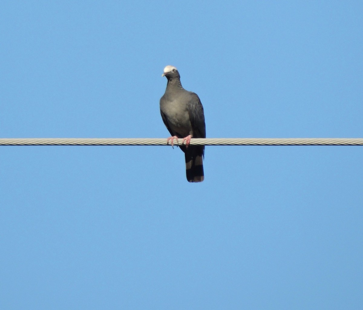 White-crowned Pigeon - alice horst