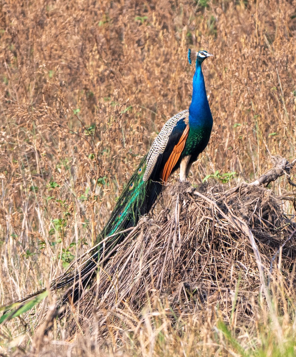 Indian Peafowl - Jagdish Jatiya