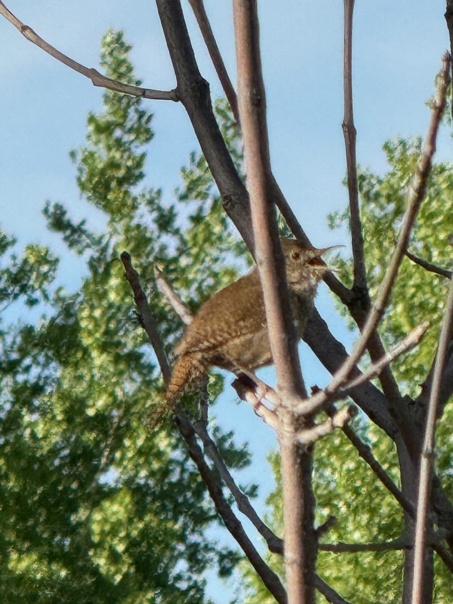 House Wren - Matt Fowler