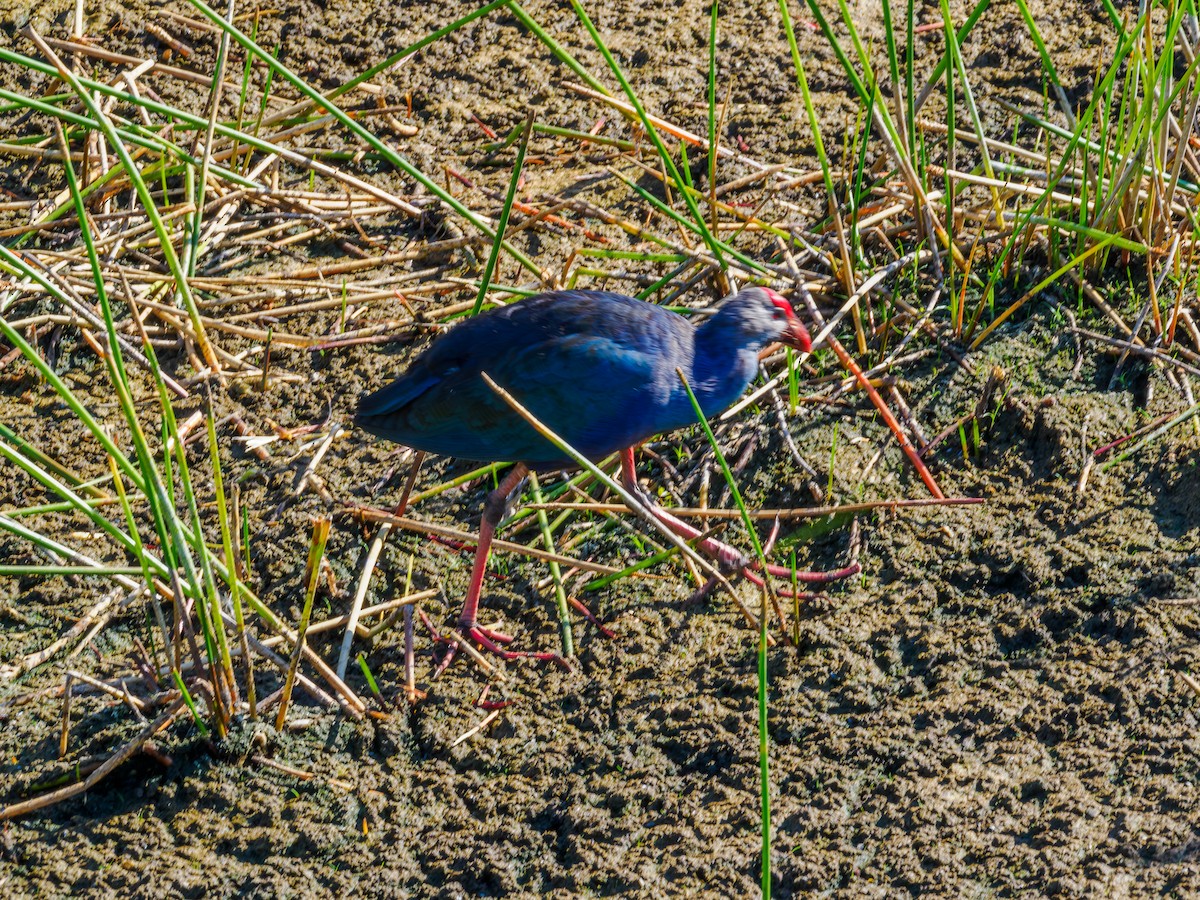 Gray-headed Swamphen - Rick Davis