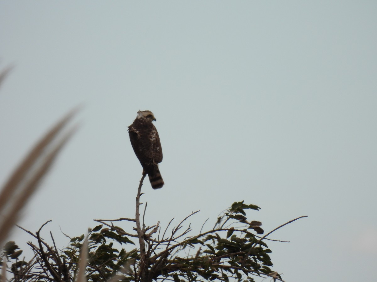 Roadside Hawk - Silvana Mallo