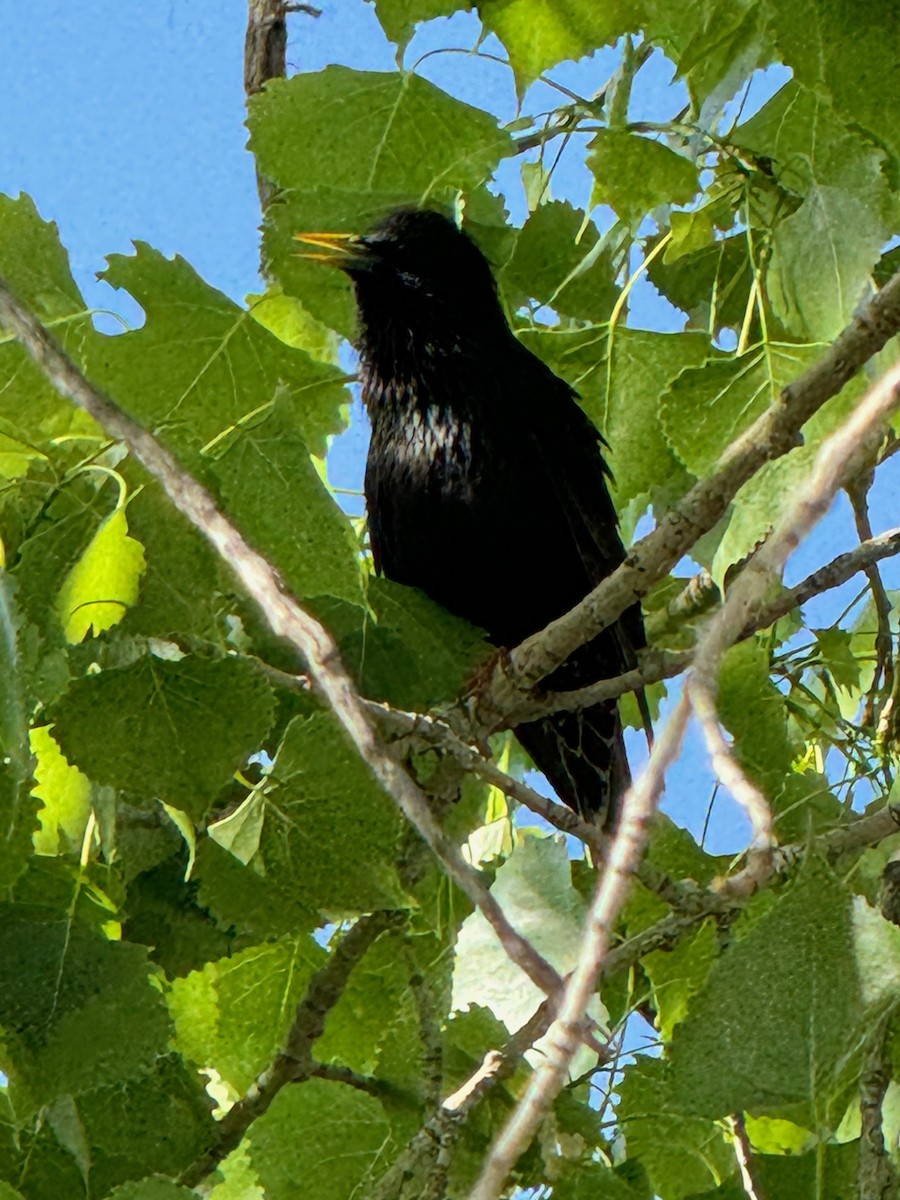 European Starling - Matt Fowler