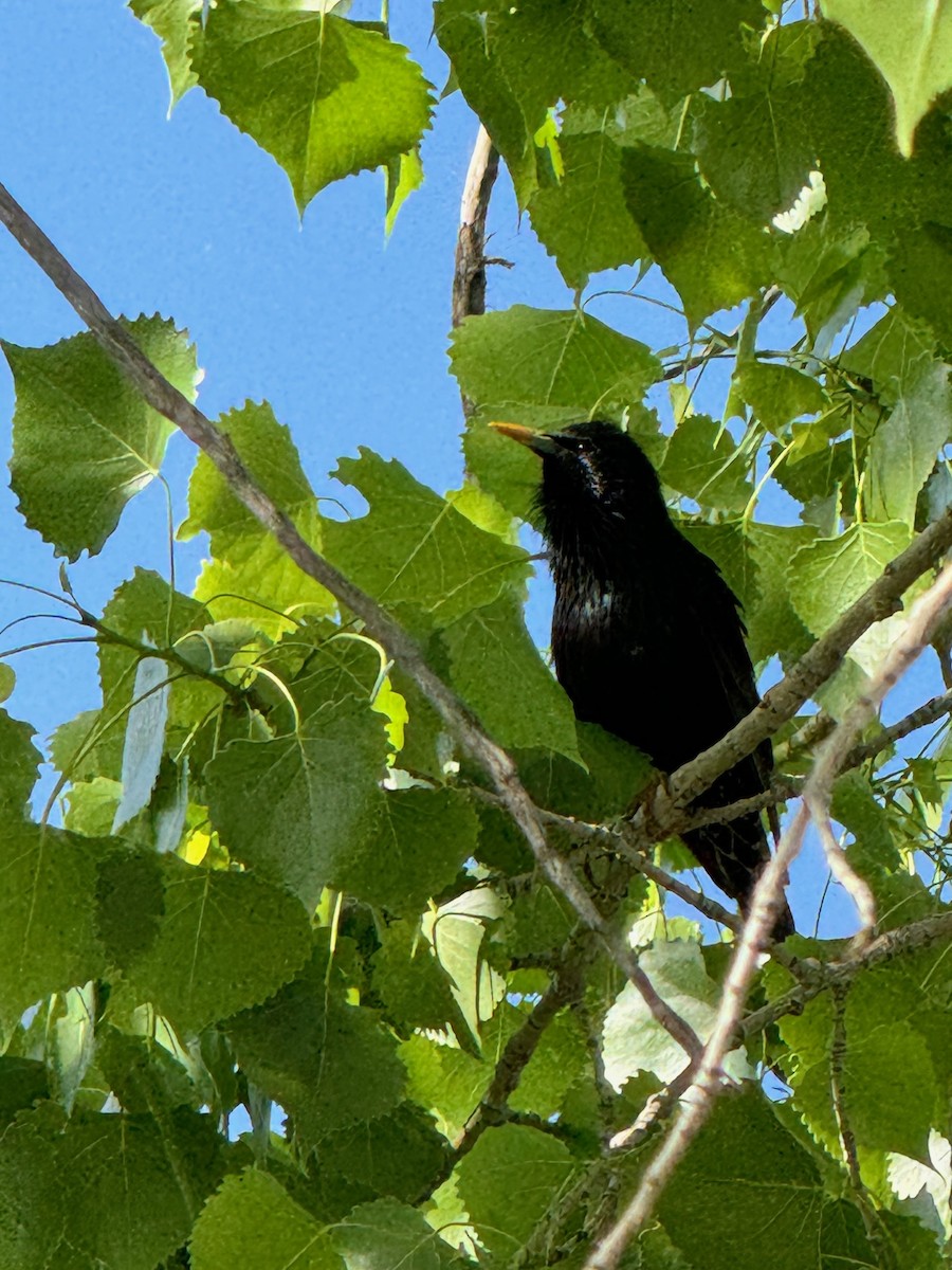 European Starling - Matt Fowler