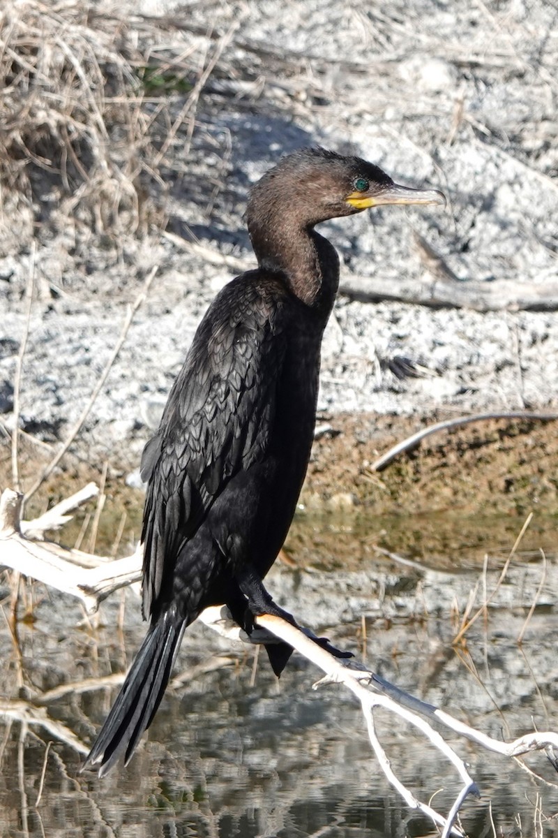 Neotropic Cormorant - Scott Crabtree