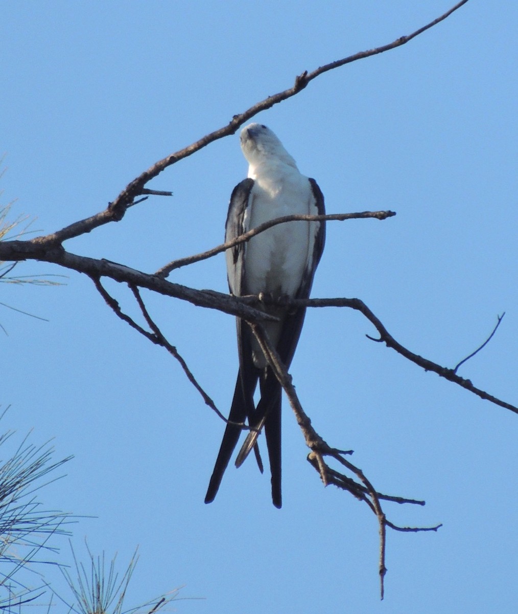 Swallow-tailed Kite - alice horst