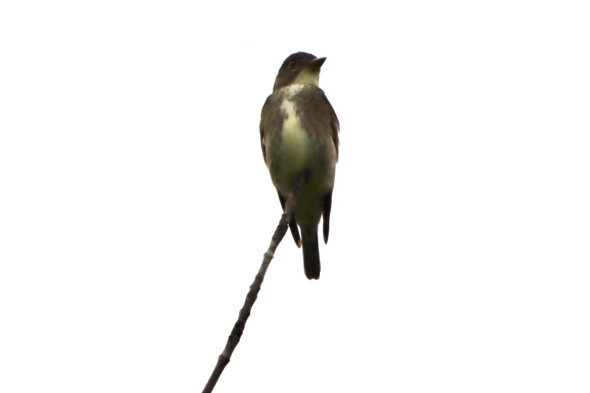 Olive-sided Flycatcher - ML619622023