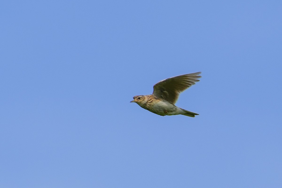 Eurasian Skylark - Lenny Xu