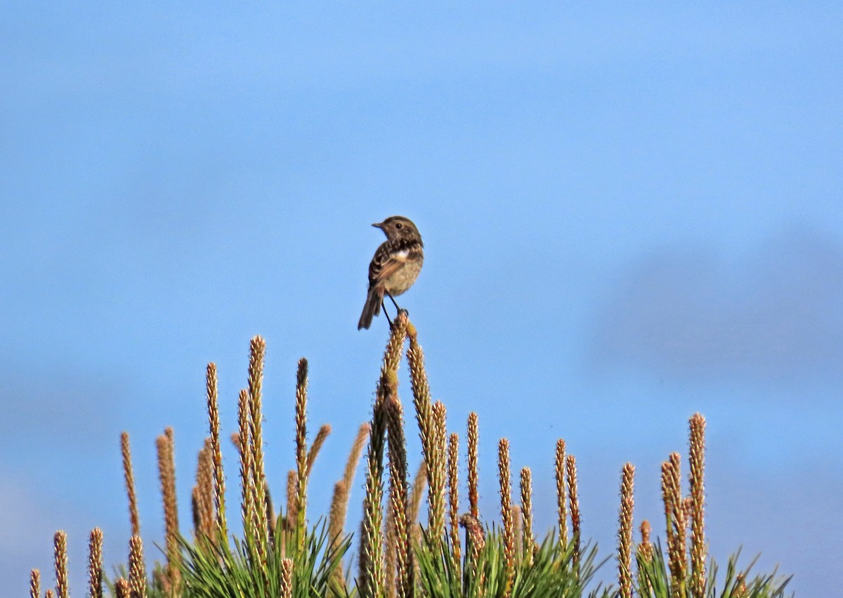 European Stonechat - Francisco Javier Calvo lesmes