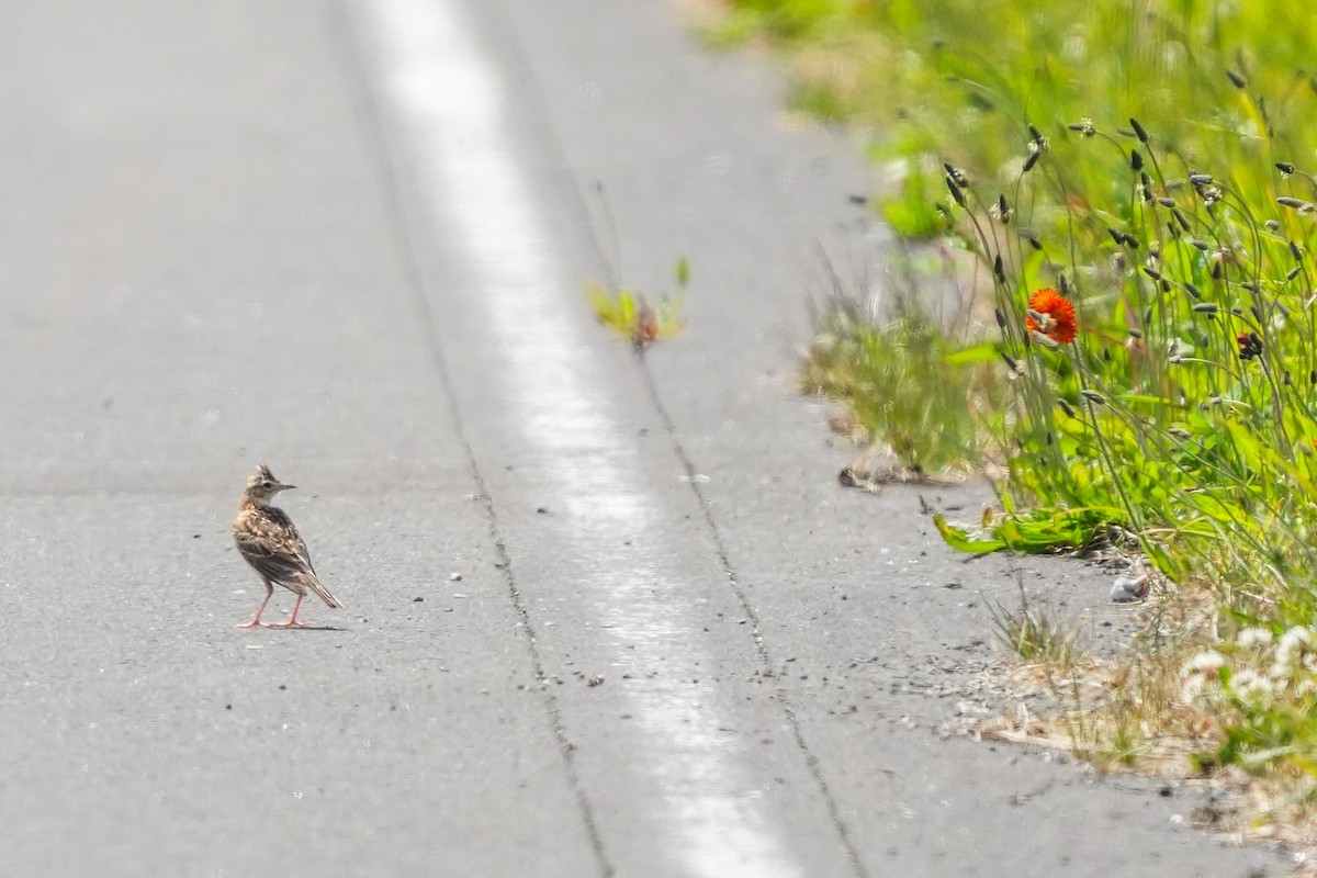 Eurasian Skylark - Lenny Xu