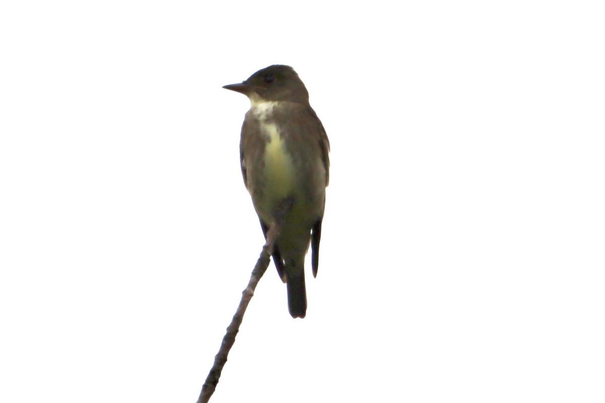 Olive-sided Flycatcher - Jo VerMulm