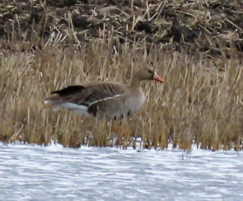 Greater White-fronted Goose - ML619622048