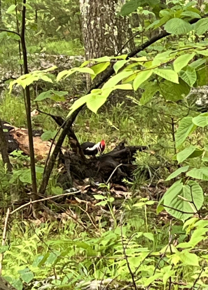 Pileated Woodpecker - Ava Steenstrup