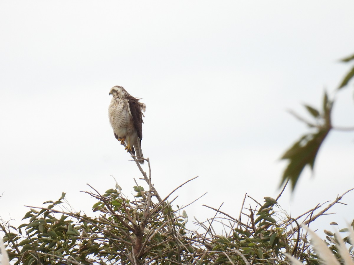 Roadside Hawk - Silvana Mallo