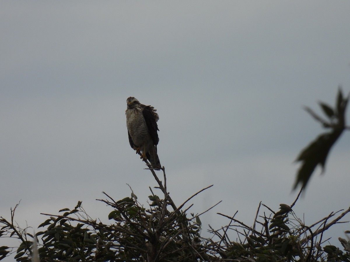 Roadside Hawk - Silvana Mallo